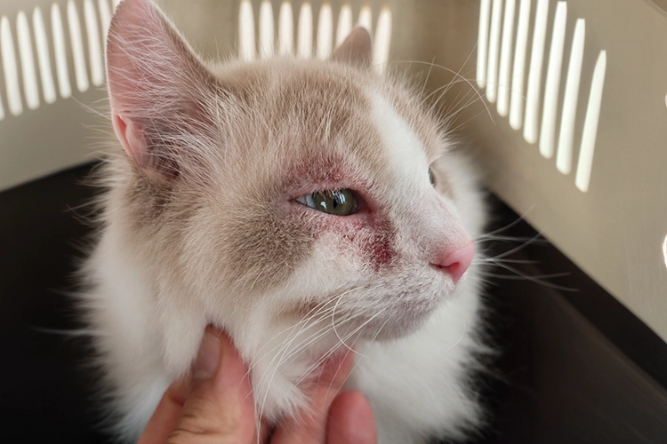 수년간 가려움과 탈모가 반복된 8살 고양이 치료 전