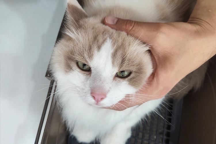 수년간 가려움과 탈모가 반복된 8살 고양이 치료 후